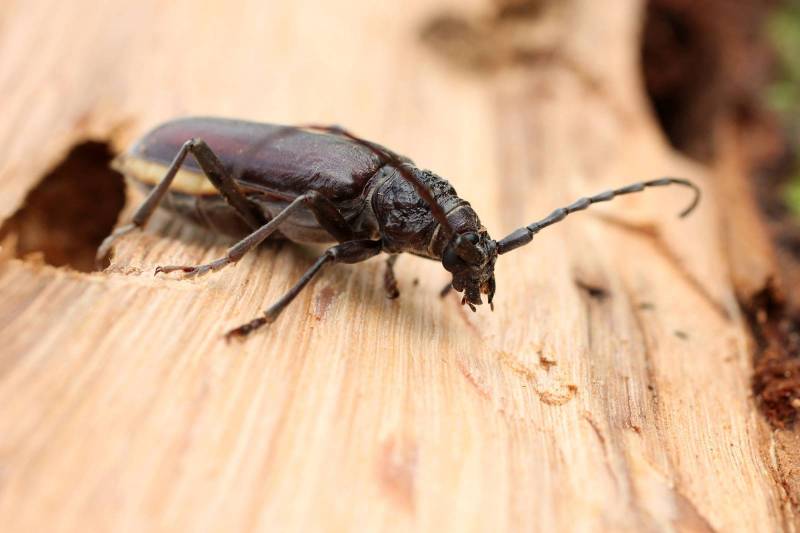 Élimination des insectes xylophages en Dordogne