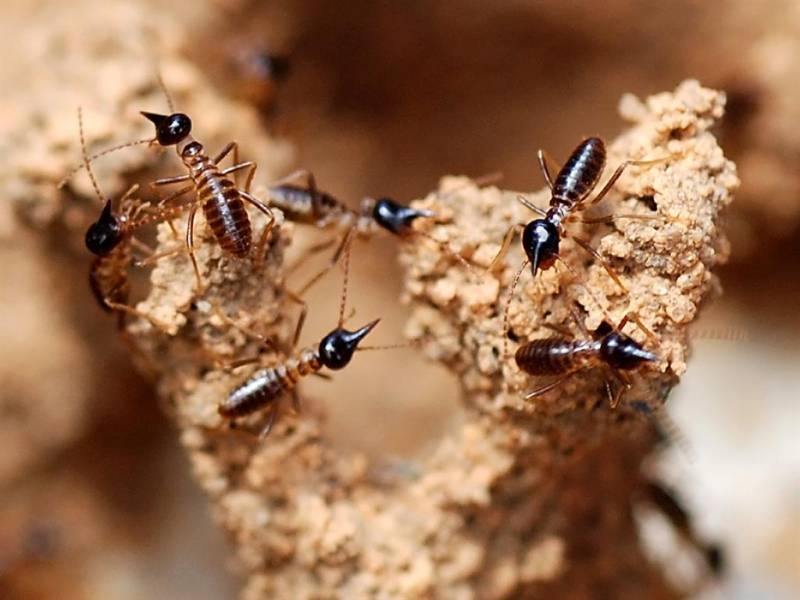 Entreprise pour éliminer efficacement les termites à Bergerac en Dordogne