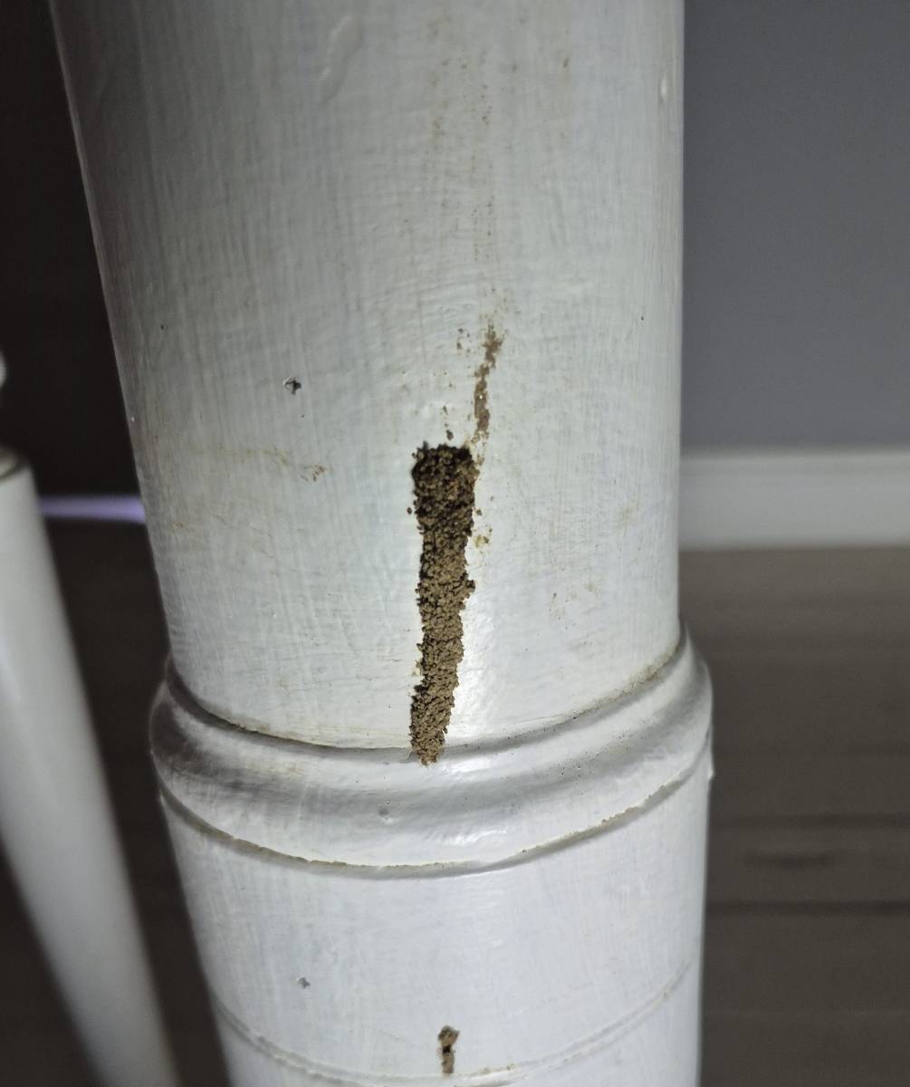 Protéger son habitation contre les termites est essentiel car ces insectes xylophages provoquent des dégâts structurels importants tout en restant souvent invisibles jusqu'à ce que le problème soit déjà grave.