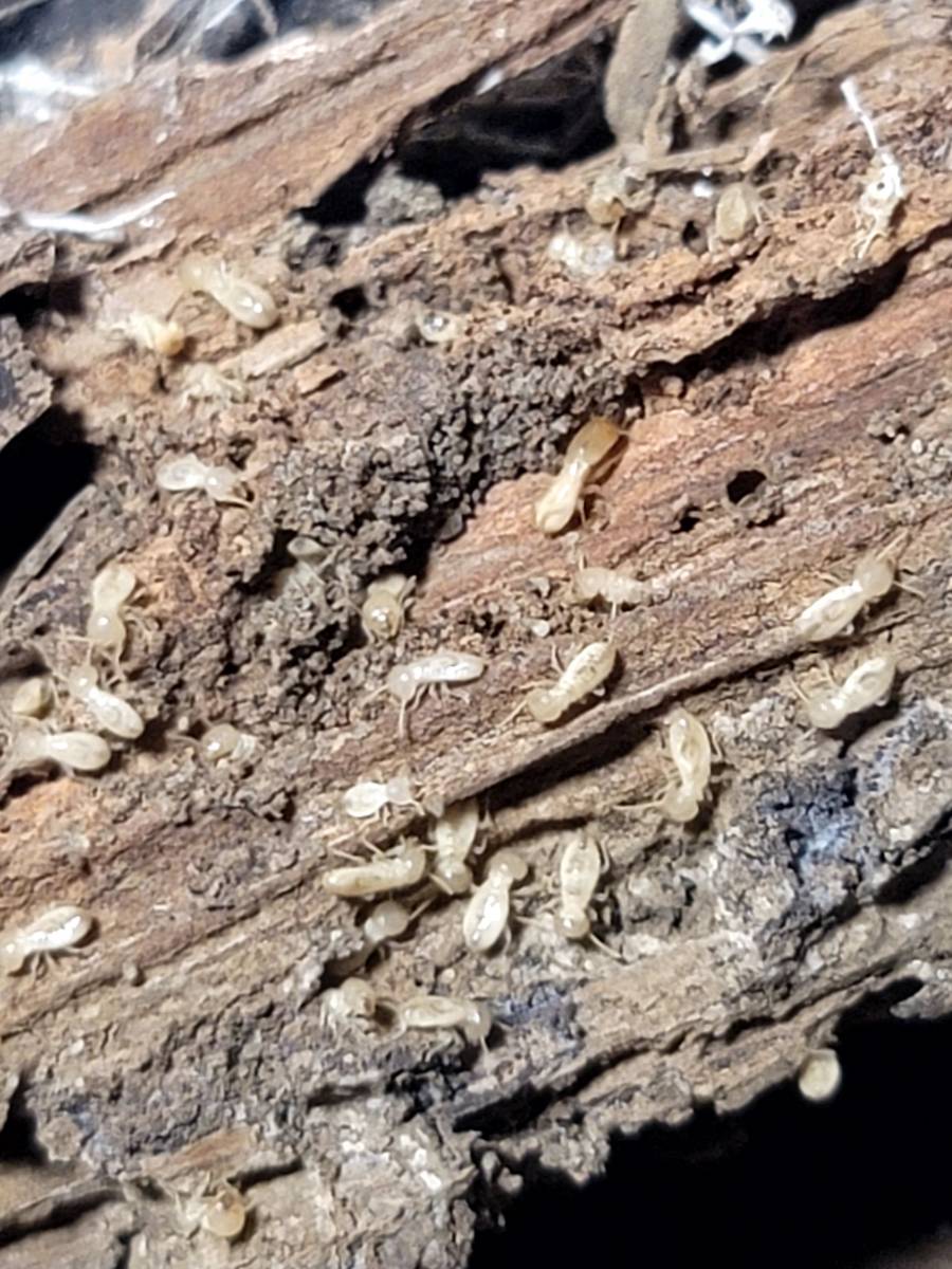 Les termites, une menace sérieuse pour votre habitation à Bergerac (24) et alentours