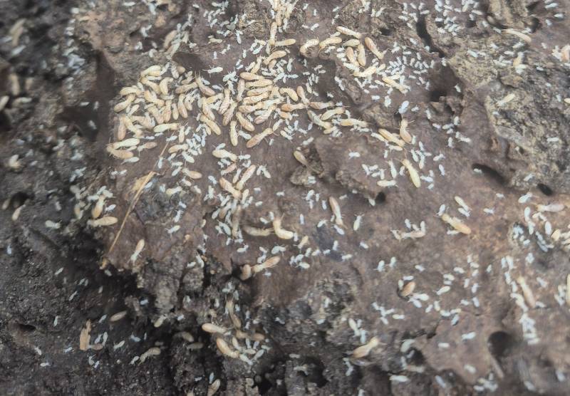 La méthode Sentri-Tech, vous garantie une « élimination totale de la colonie en 18 mois.